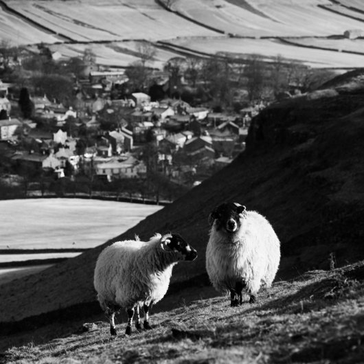 Testbild Yorkshire Title Schafe vor Landschaft